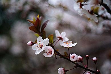 一击必杀剑术格斗游戏《命悬一刃》现已在Steam平台正式推出